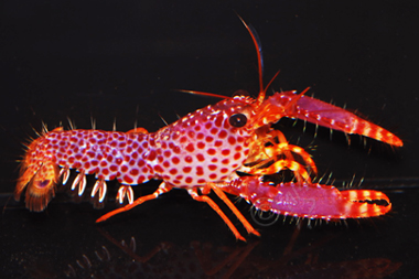 purple lobster